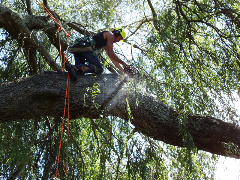 Winter Tree Care in the Waikato: Navigating Seasonal Challenges